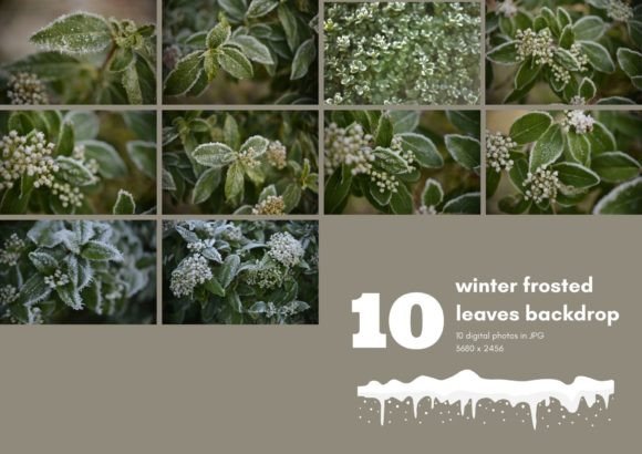 Winter Frosted Leaves: Nature Digital Asset